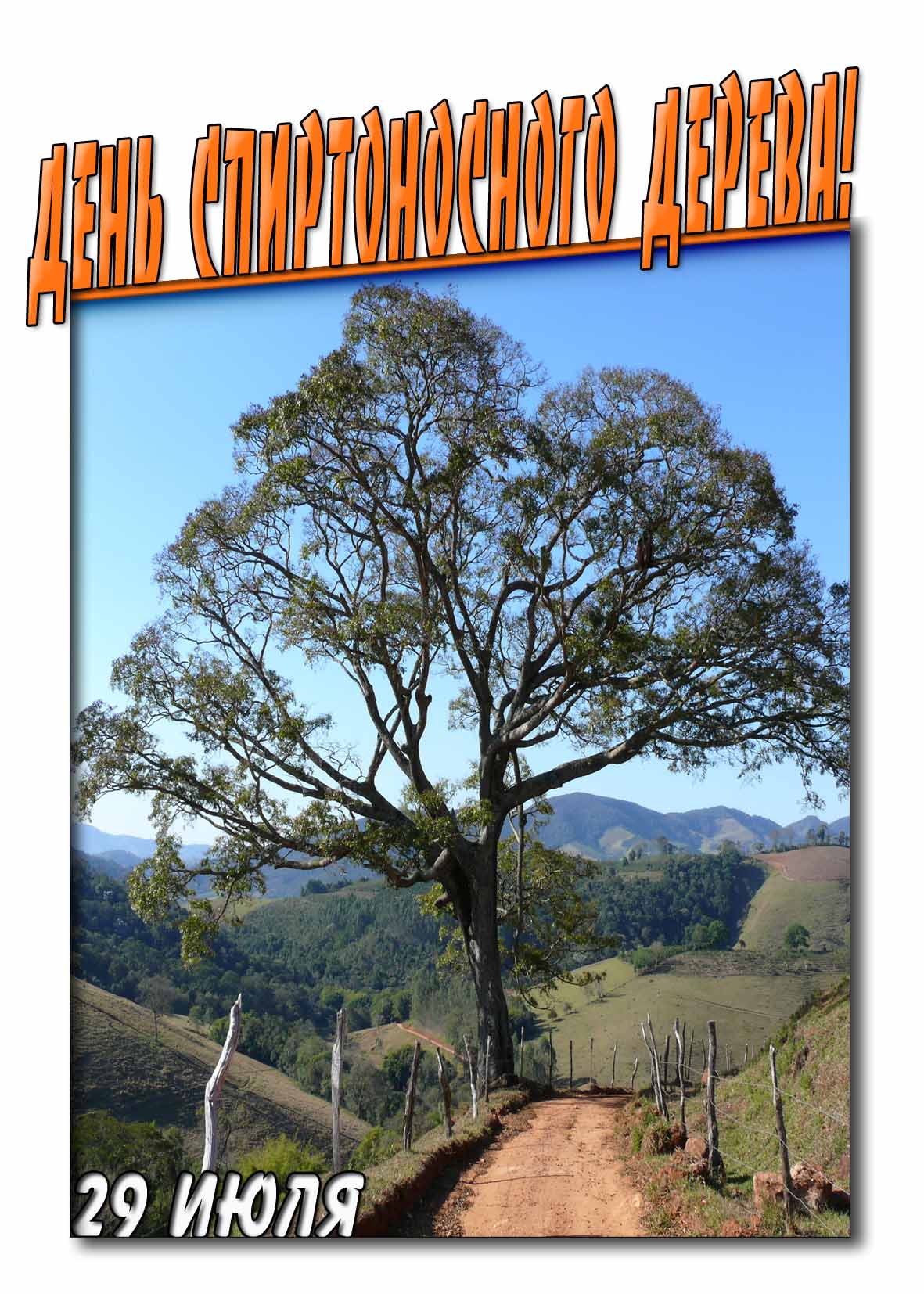 Открытка день спиртоносного дерева