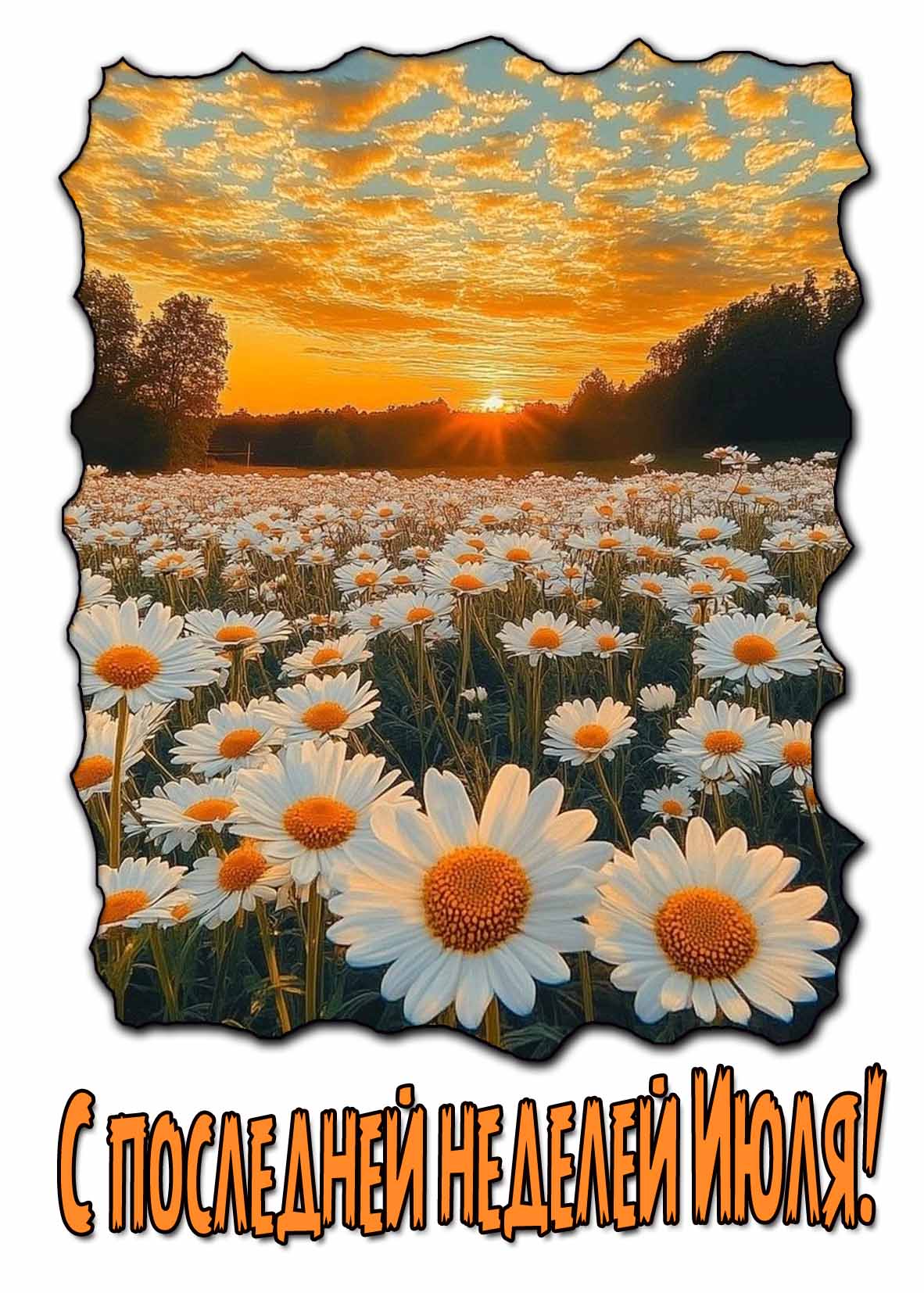 С последней неделей Июля! - открытка с ромашками