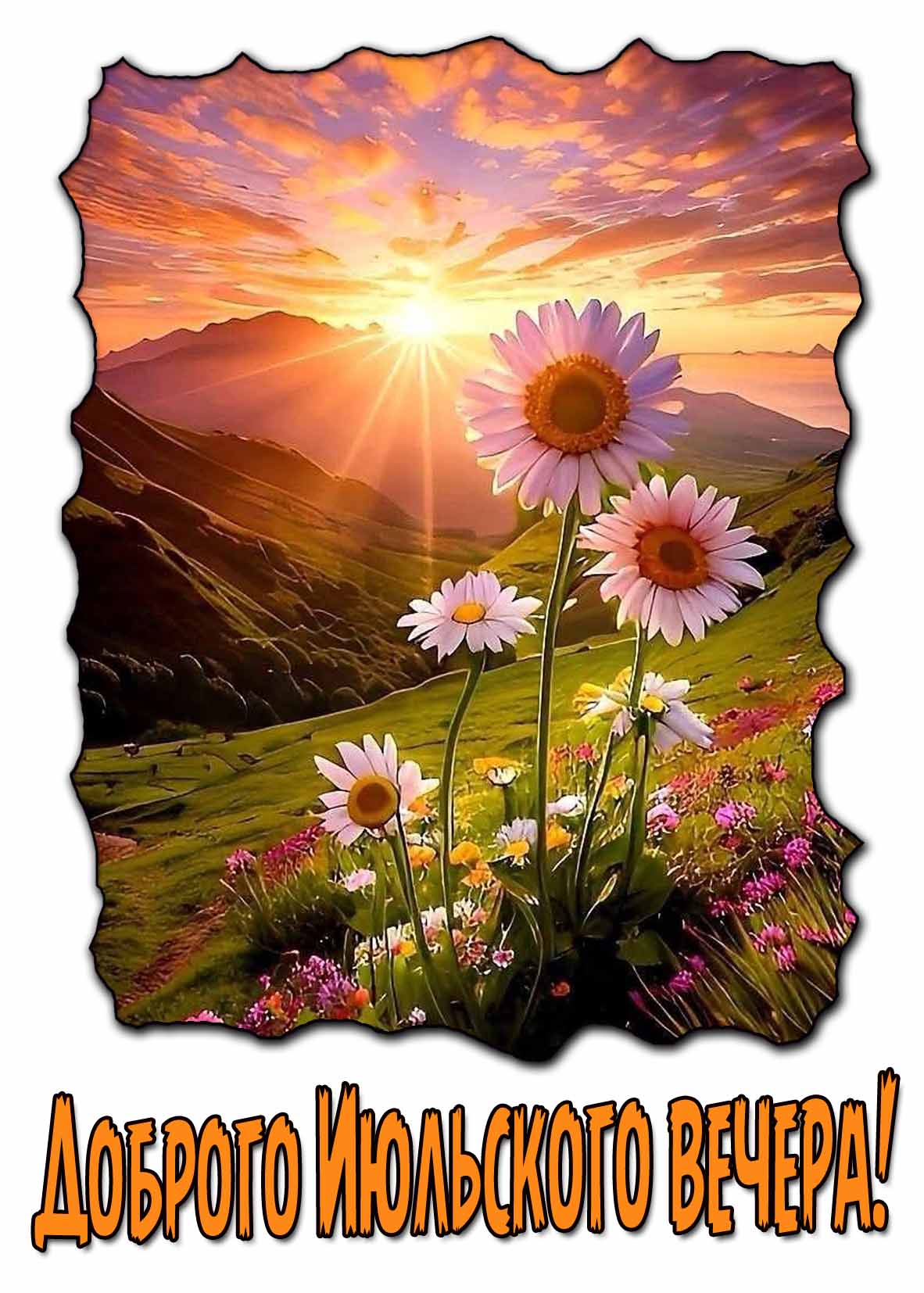 Красивая открытка доброго Июльского вечера с ромашками