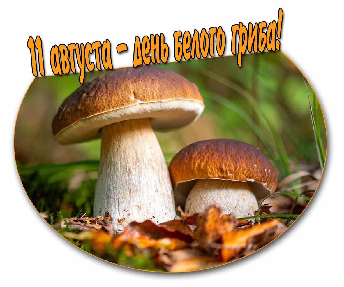 Картинка 11 августа - день белого гриба