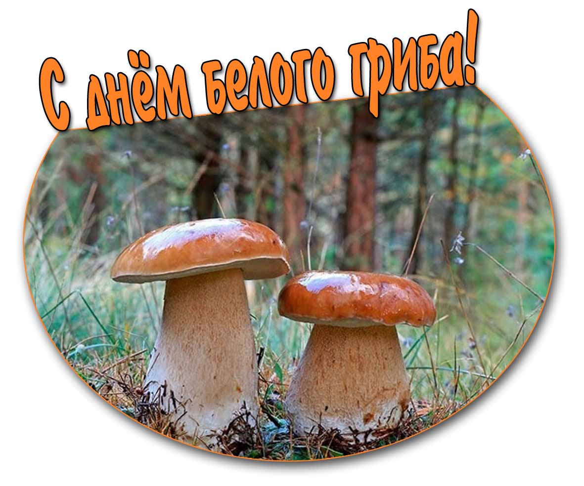 С днём белого гриба! - красивая открытка