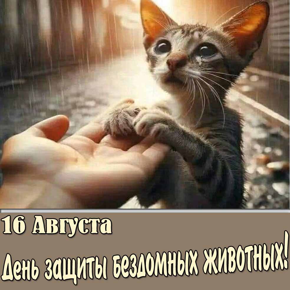 Открытка ко дню защиты бездомных животных 16 августа