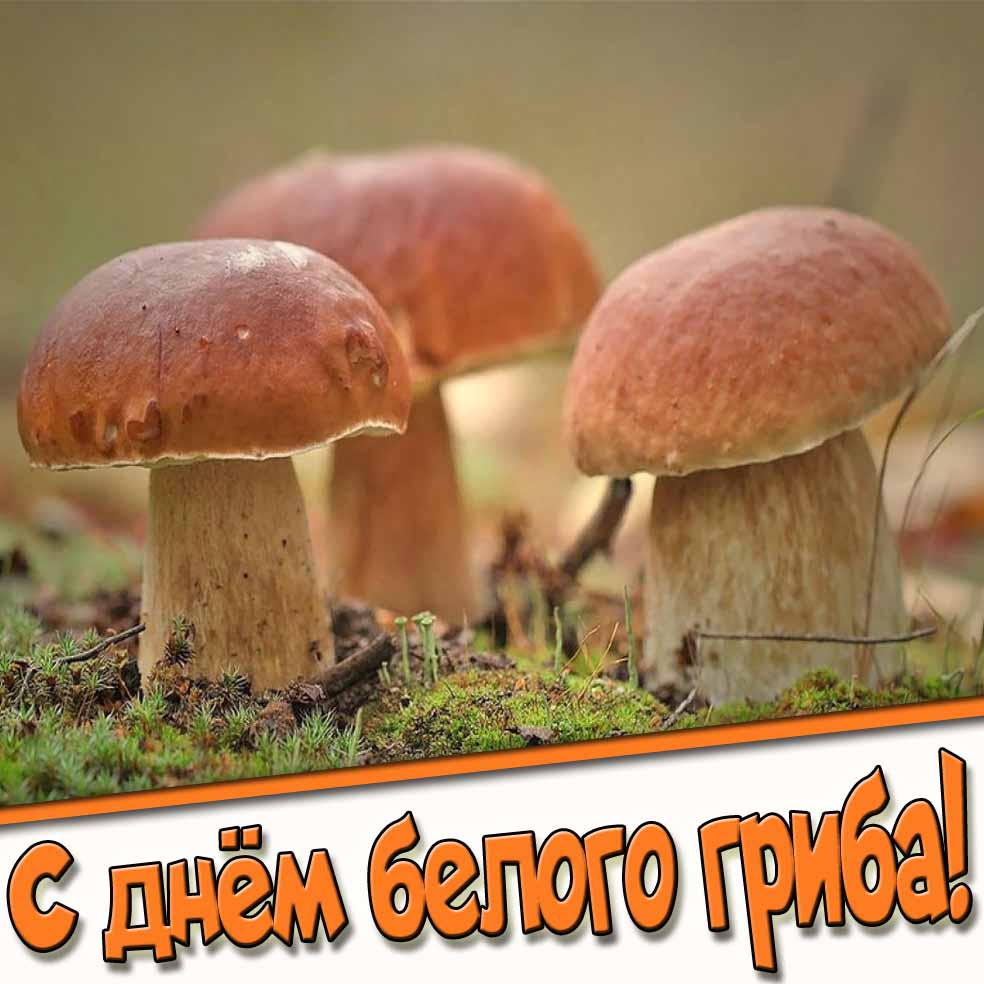 С днём белого гриба! - картинка