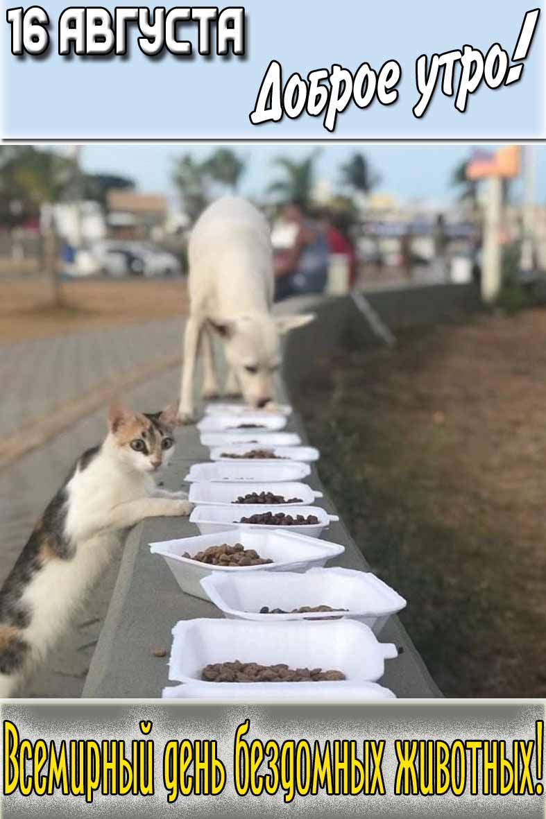 Открытка "16 августа доброе утро! Всемирный день бездомных животных!"