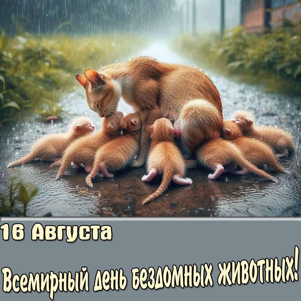 Грустная открытка 16 августа всемирный день бездомных животных