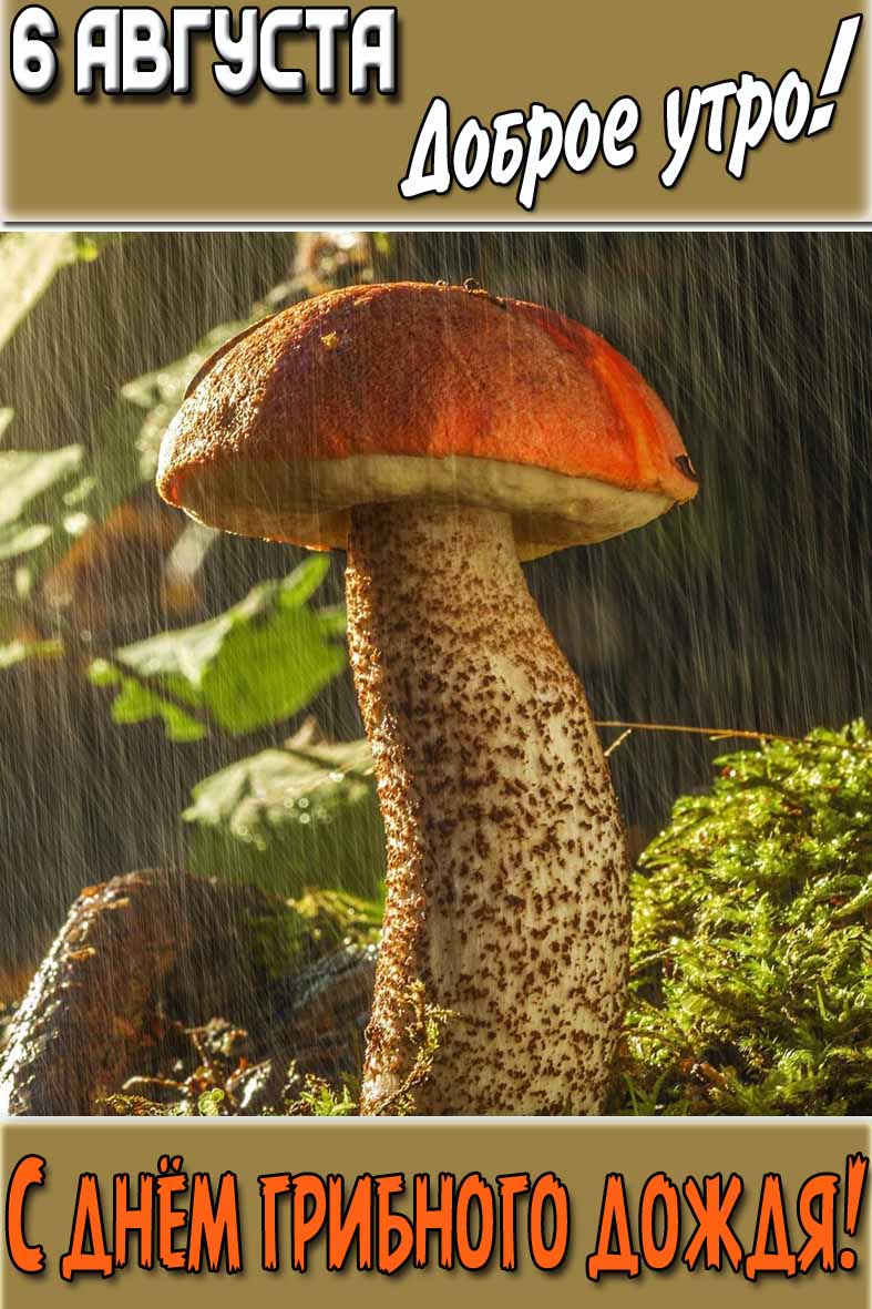Картинка "6 августа доброе утро! С днём грибного дождя!"