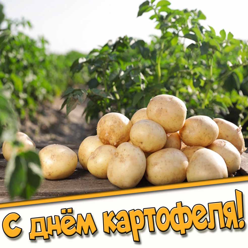 Картинка с днём картофеля