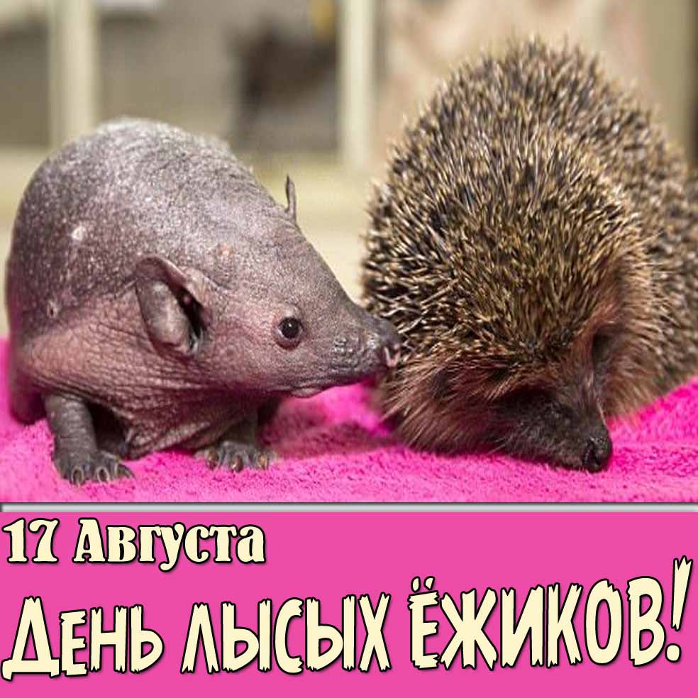 Картинка 17 августа - день лысых ёжиков