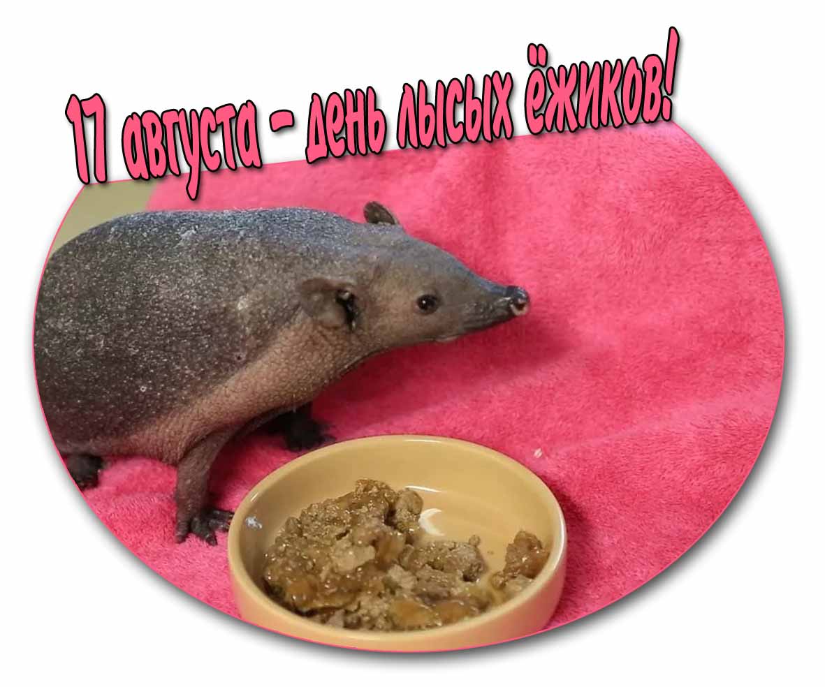 Открытка 17 августа - день лысых ёжиков