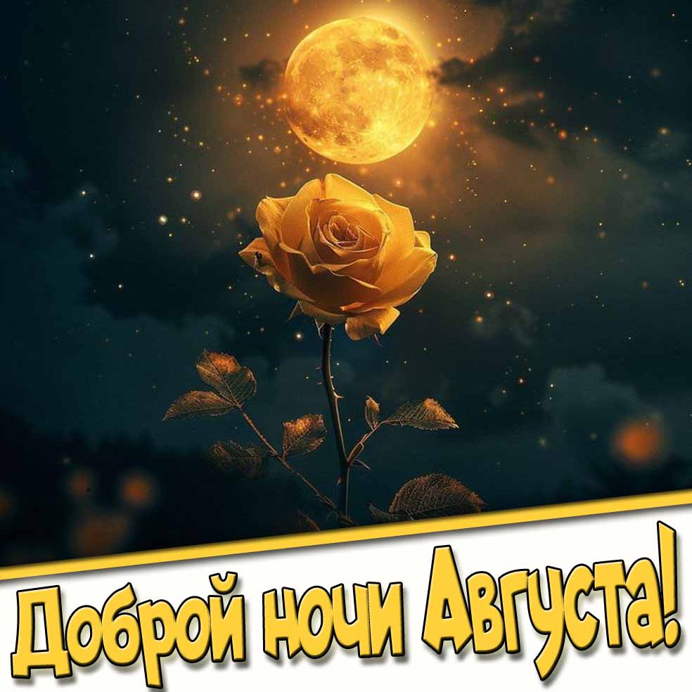 Доброй ночи августа! - картинка с розой