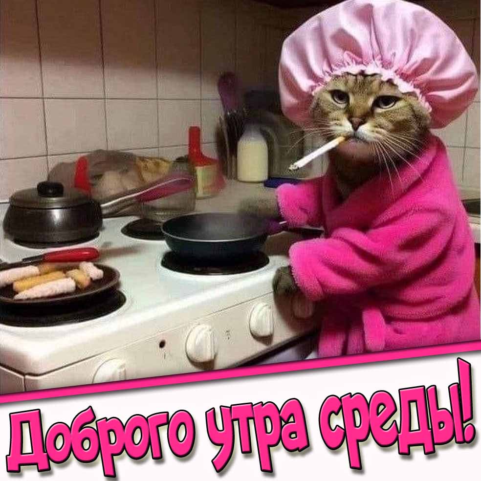 Доброго утра среды! - смешная открытка с кошкой