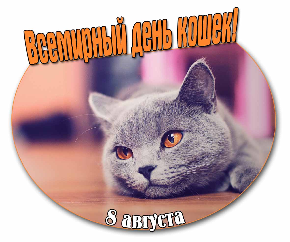 Красивая картинка на Всемирный день кошек - 8 Августа