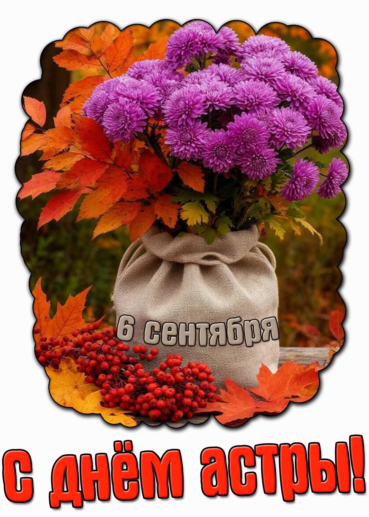 Открытка с днём астры - 6 сентября