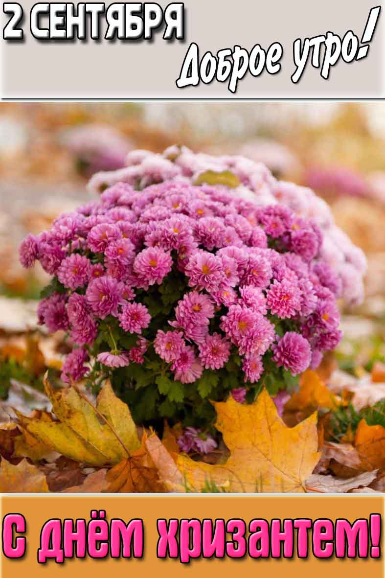 Осеняя картинка "2 сентября доброе утро! С днём хризантем!"