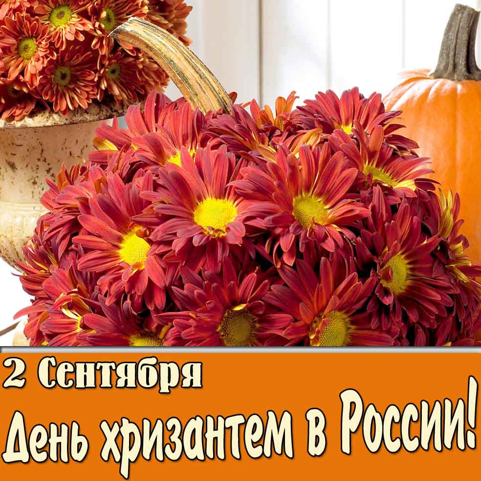 Картинка 2 сентября - день хризантем в России