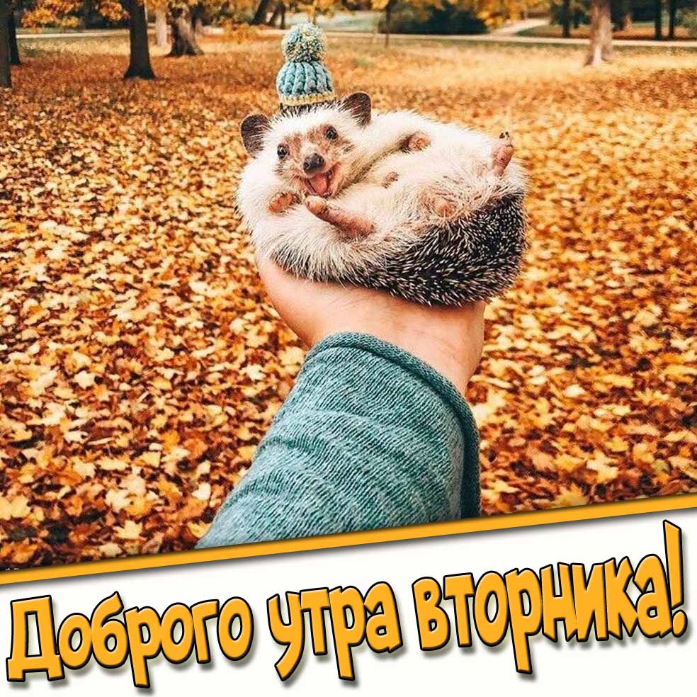 Доброго утра вторника! - смешная осенняя картинка