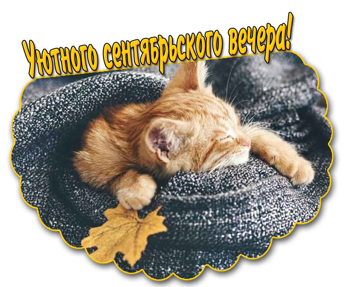 Уютного сентябрьского вечера! - картинка с котёнком