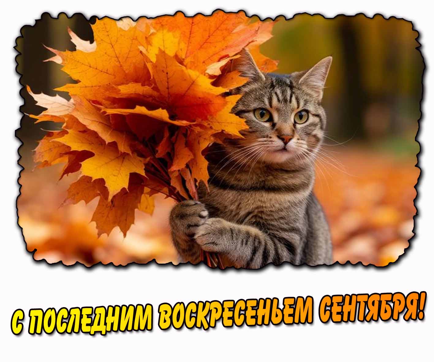 С последним воскресеньем сентября! - открытка с котиком