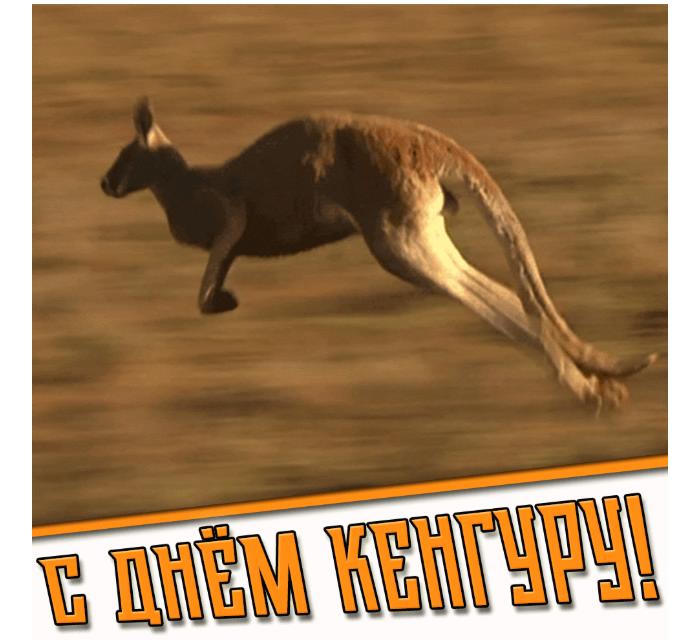 Гифка с днём кенгуру