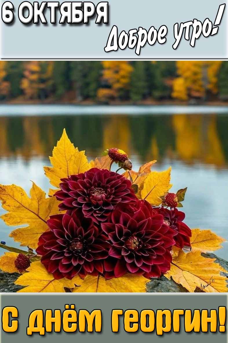 Открытка "6 октября доброе утро! С днём георгин!"