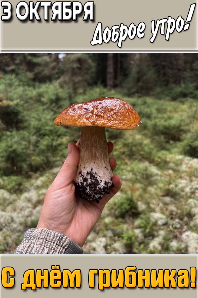 Картинка "3 октября доброе утро! С днём грибника!"