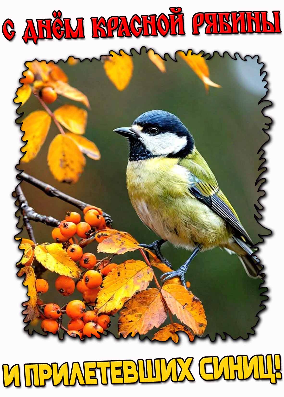 С днём красной рябины и прилетевших синиц! - осенняя открытка