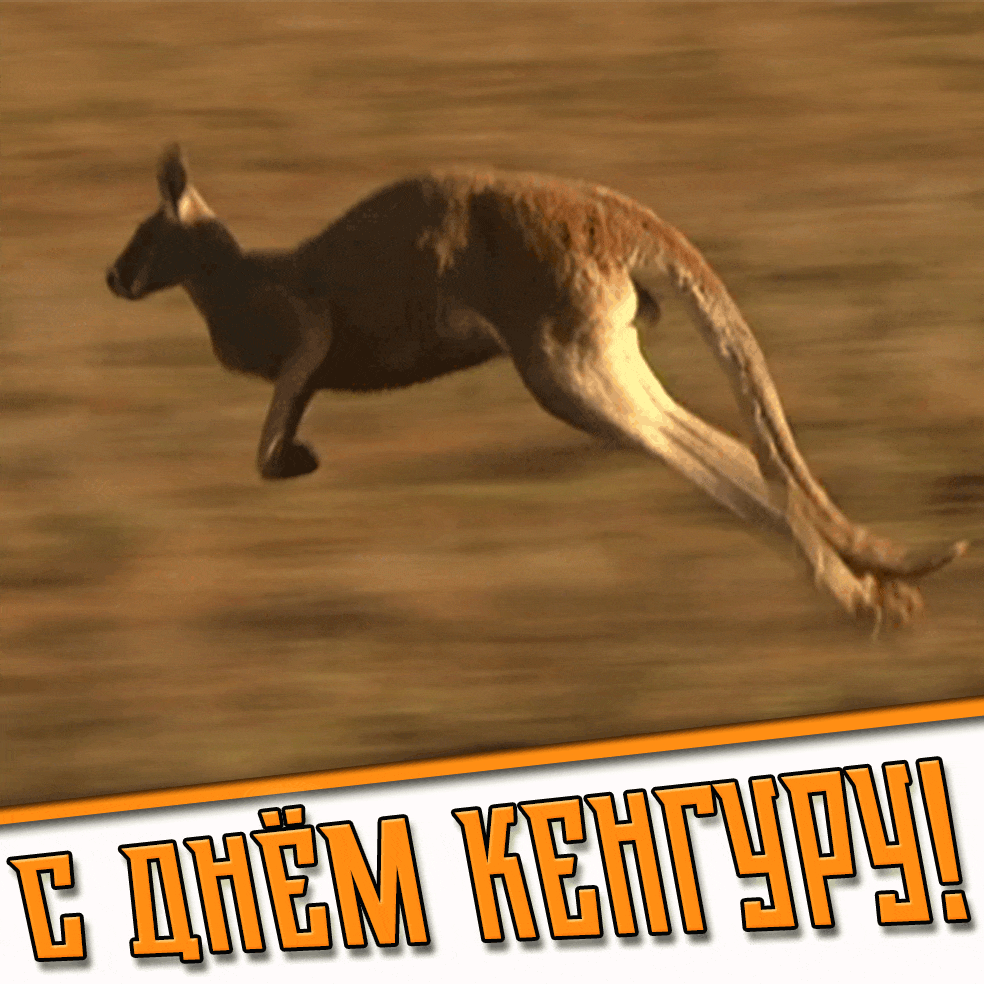 Гифка с днём кенгуру