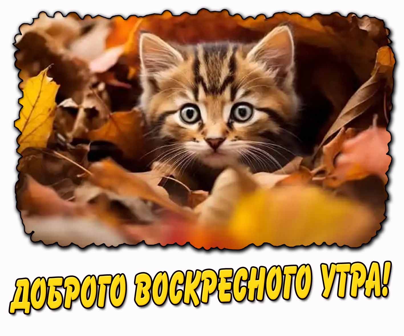 Доброго воскресного утра! - открытка с котёнком