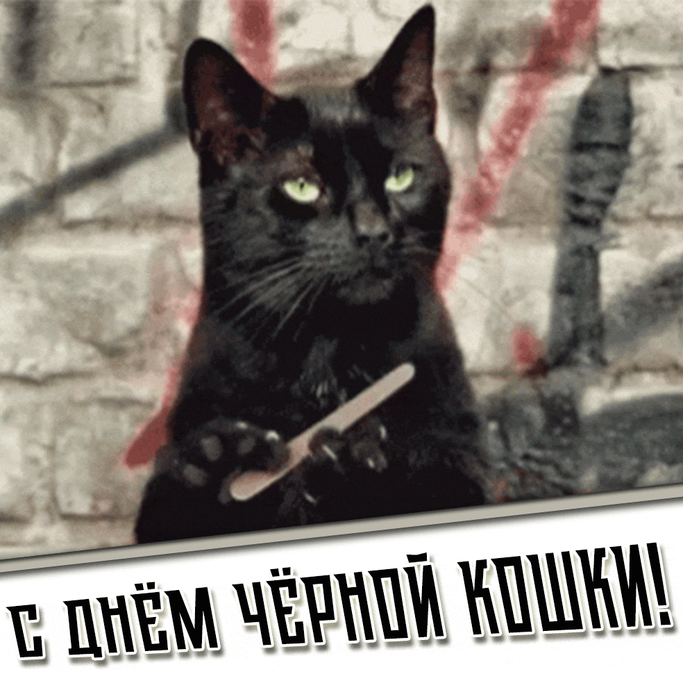Прикольная гифка с днём чёрной кошки