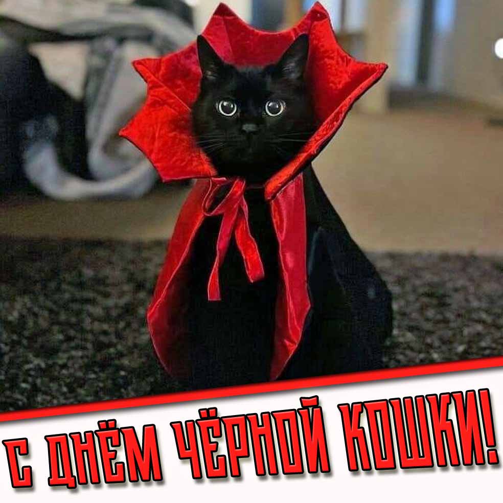 С днём чёрной кошки! - прикольная открытка