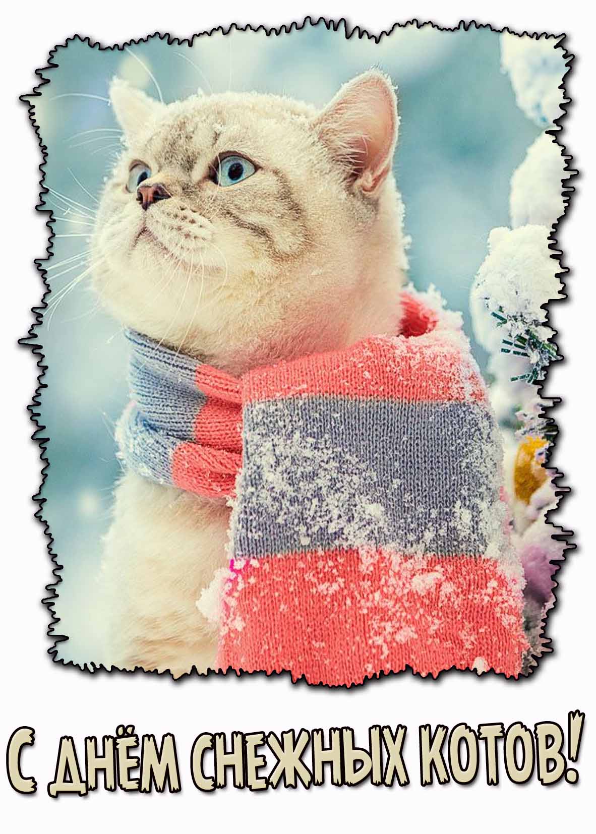 Открытка с днём снежных котов