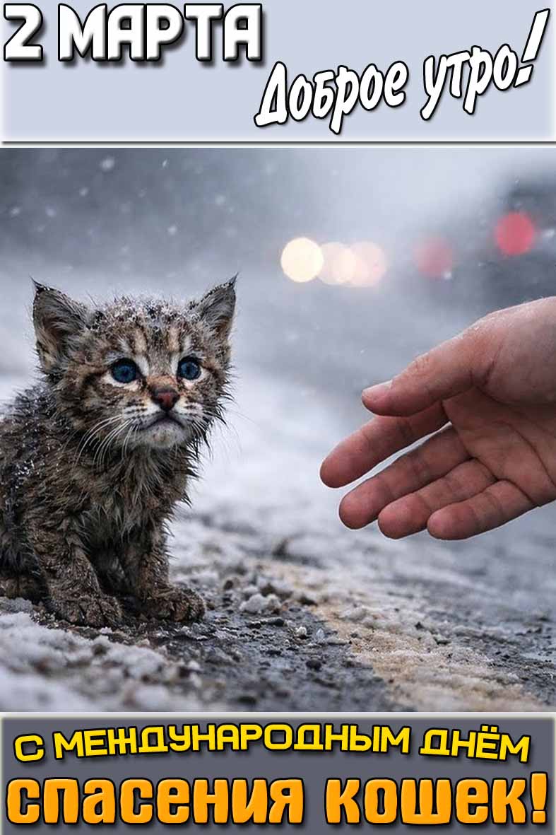 Картинка "2 марта доброе утро! С Международным днём спасения кошек!"