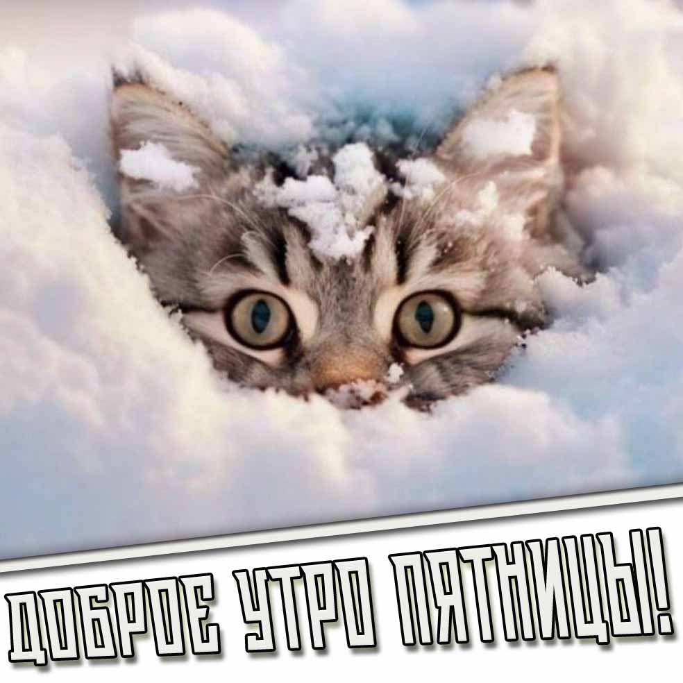 Доброе утро пятницы! - смешная зимняя картинка