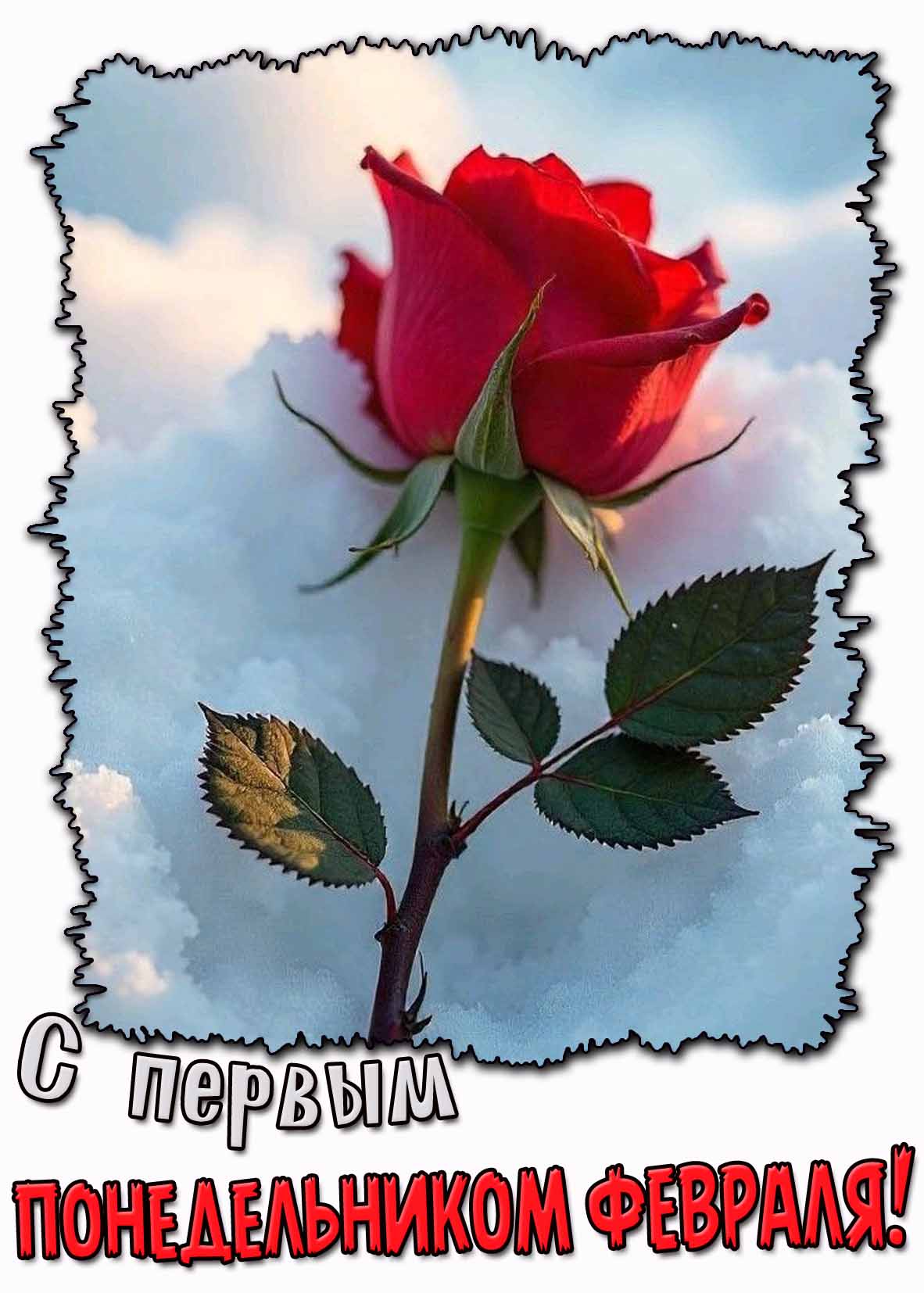 С первым понедельником февраля! - открытка с розой