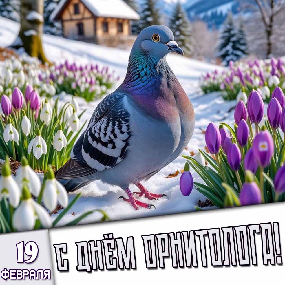Картинка 19 февраля - с днём орнитолога!