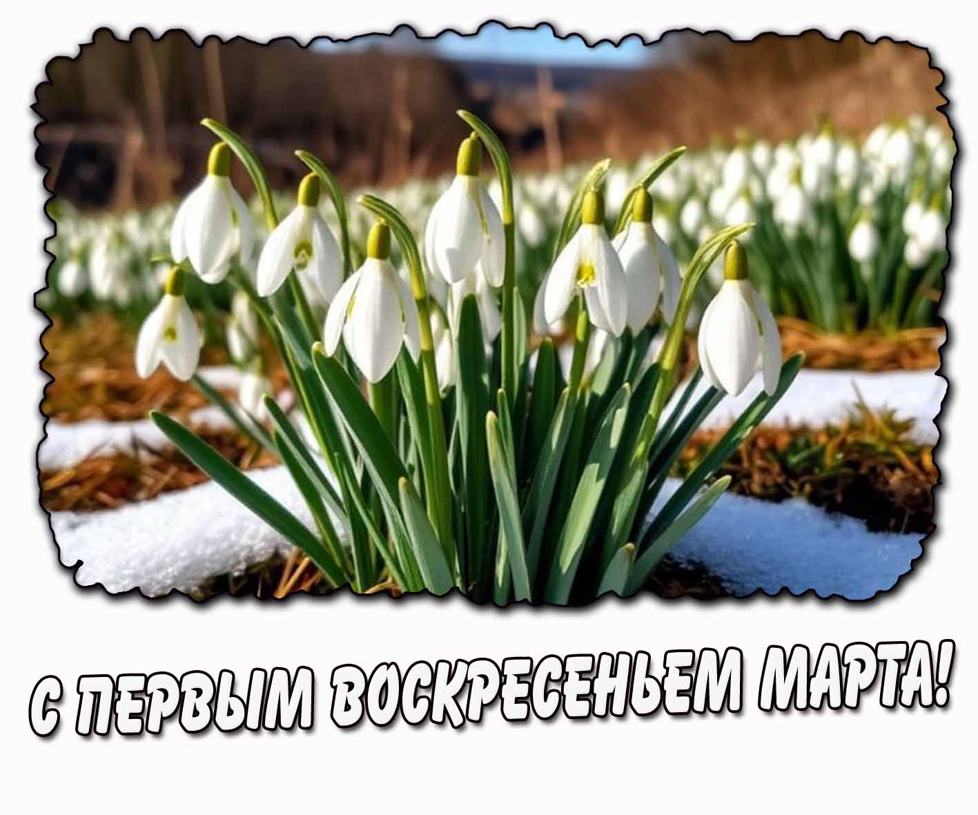 С первым воскресеньем марта! - картинка с подснежниками