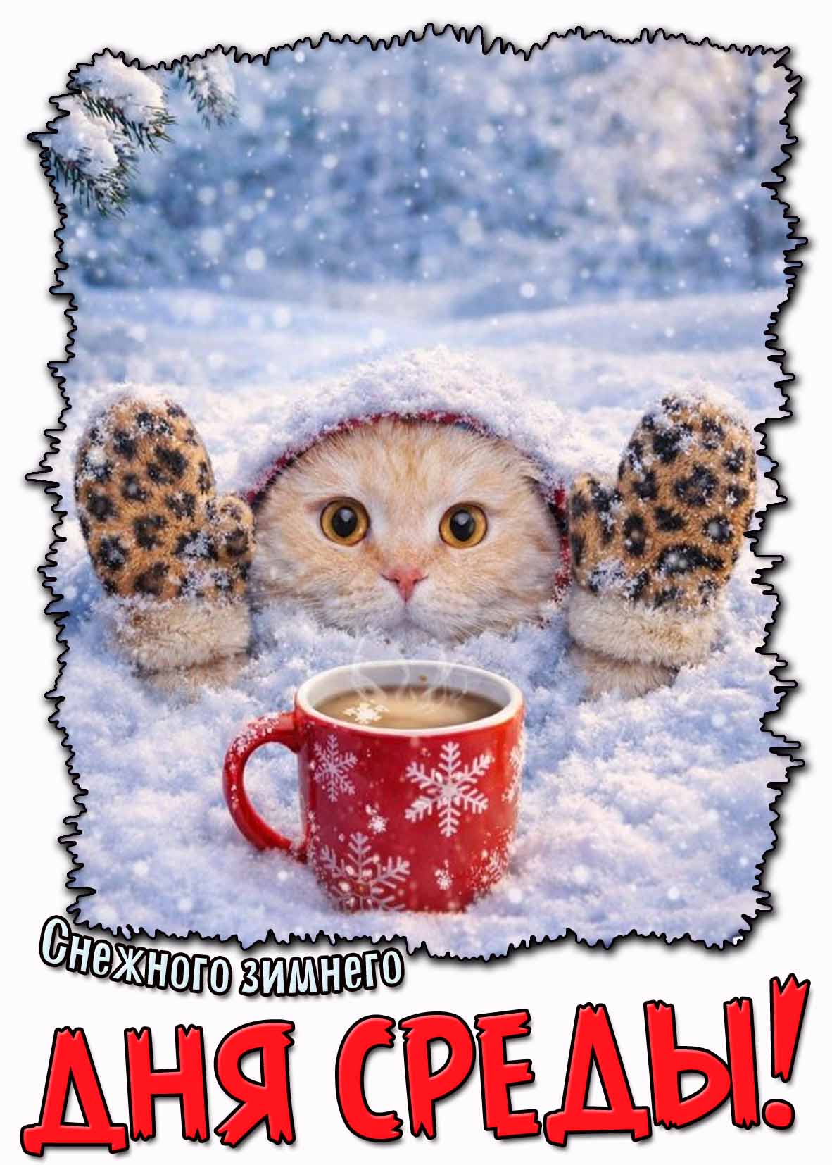 Снежного зимнего дня среды! - смешная картинка с котом