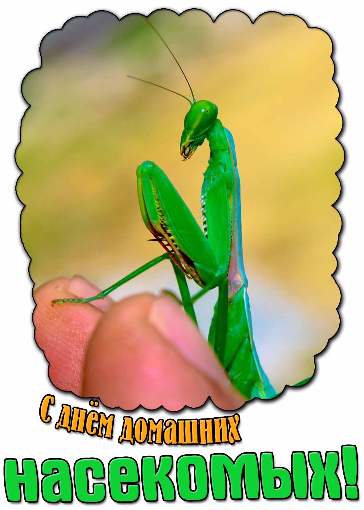Картинка с днём домашних насекомых
