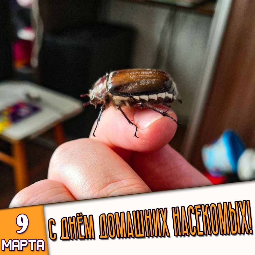 Открытка 9 марта - с днём домашних насекомых!