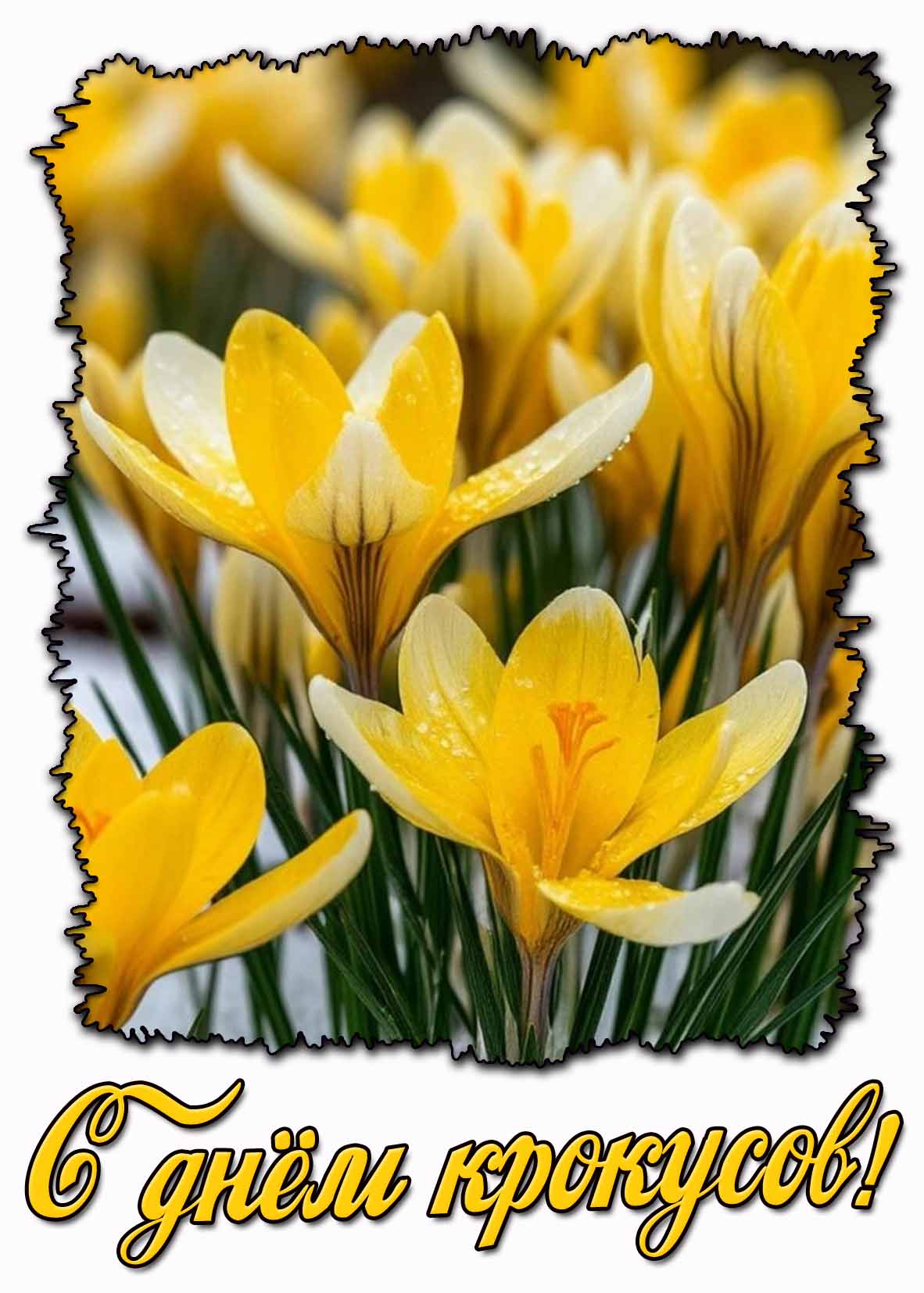 С днём крокусов! - красивая открытка