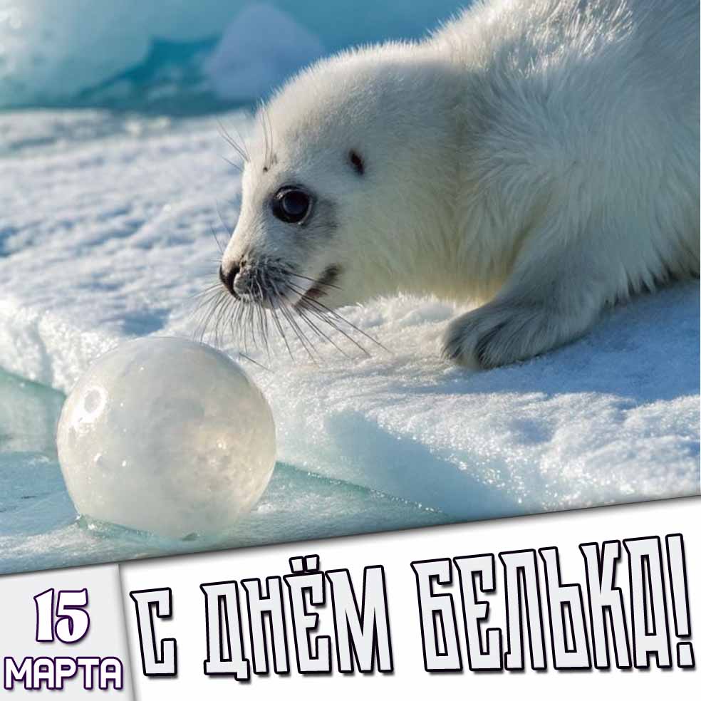 Картинка 15 марта - с днём белька!
