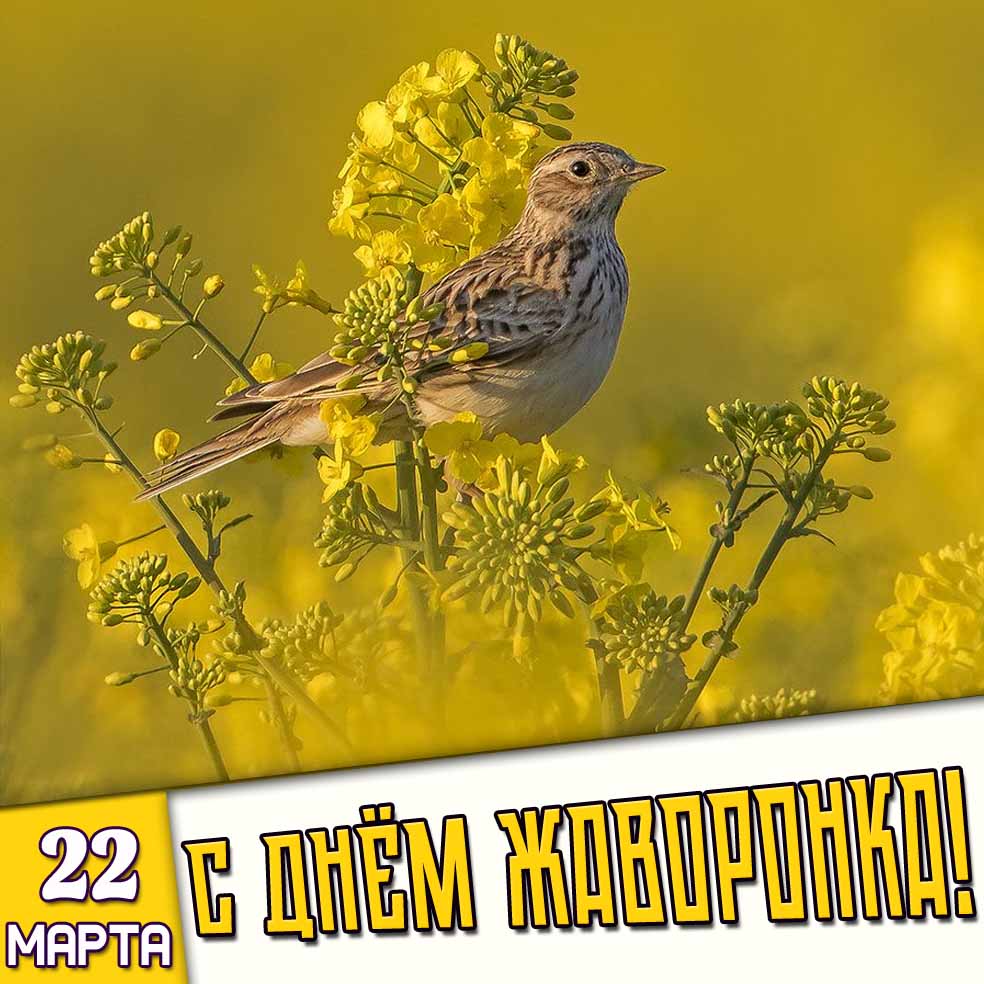 Картинка 22 марта - с днём жаворонка!
