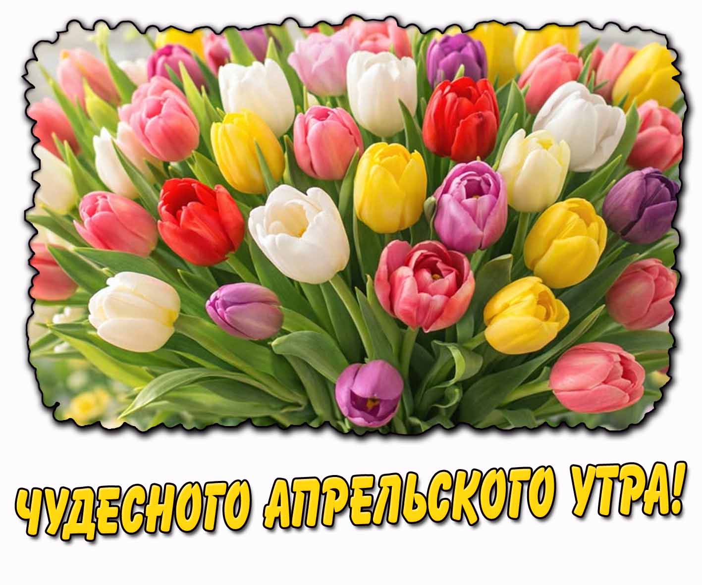 Чудесного апрельского утра! - открытка с тюльпанами