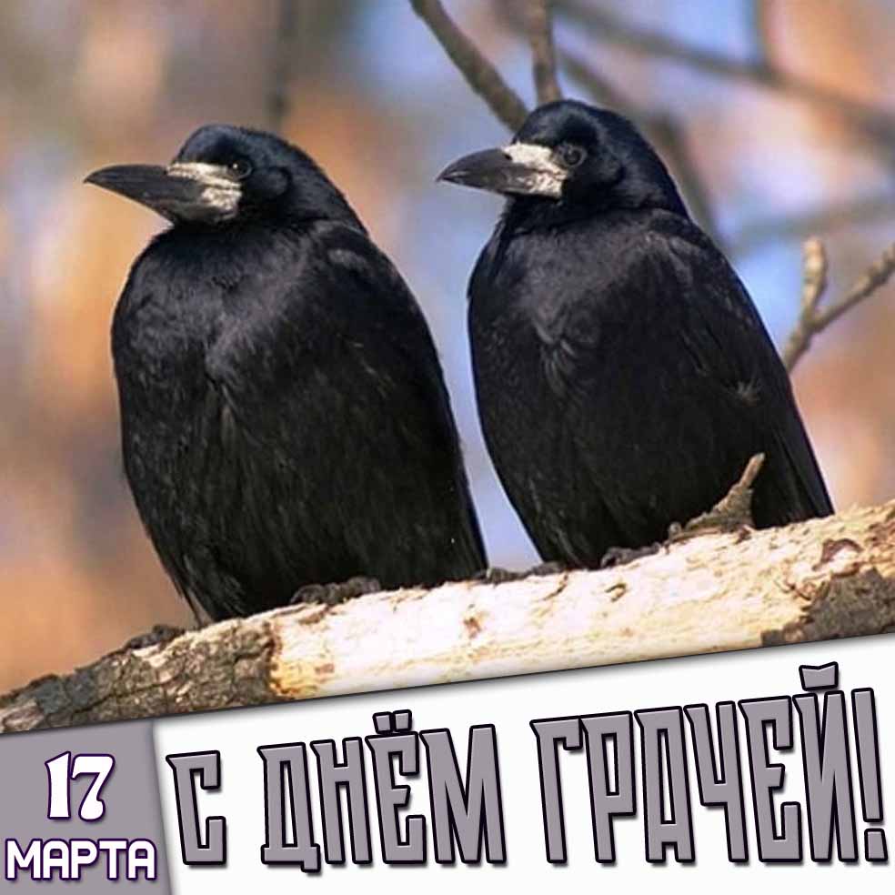 Картинка 17 марта - с днём грачей!
