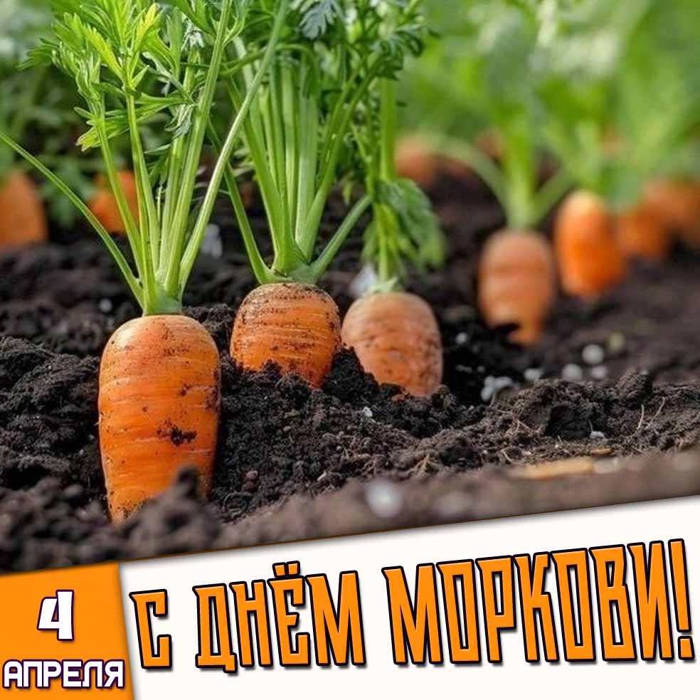Открытка 4 апреля - с днём моркови!
