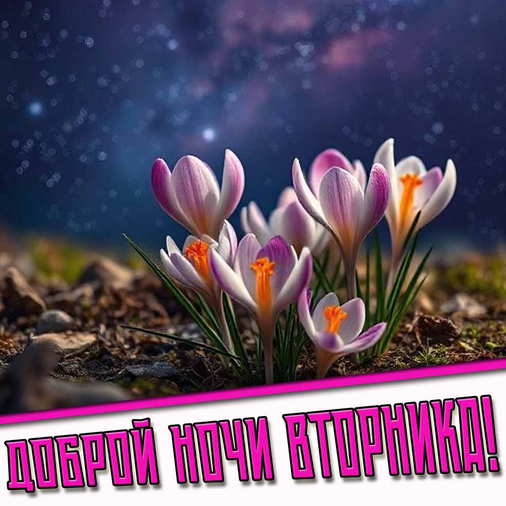 Доброй ночи вторника! - открытка с весенними цветами
