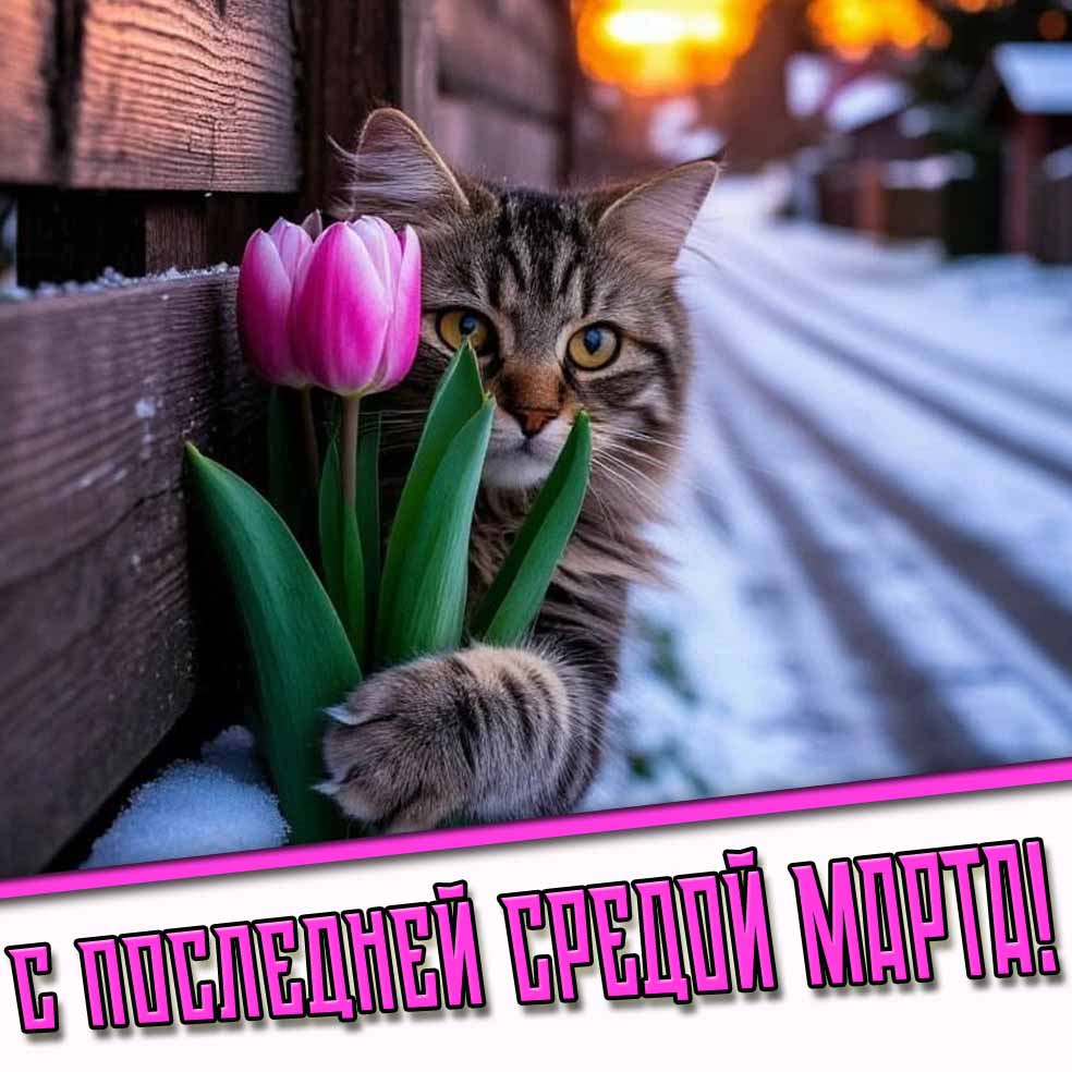 С последней средой марта! - прикольная открытка с котом