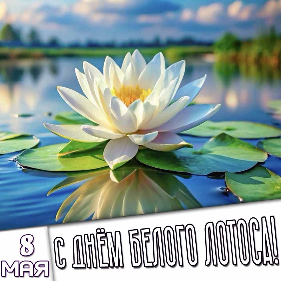 Открытка 8 мая - с днём Белого Лотоса!