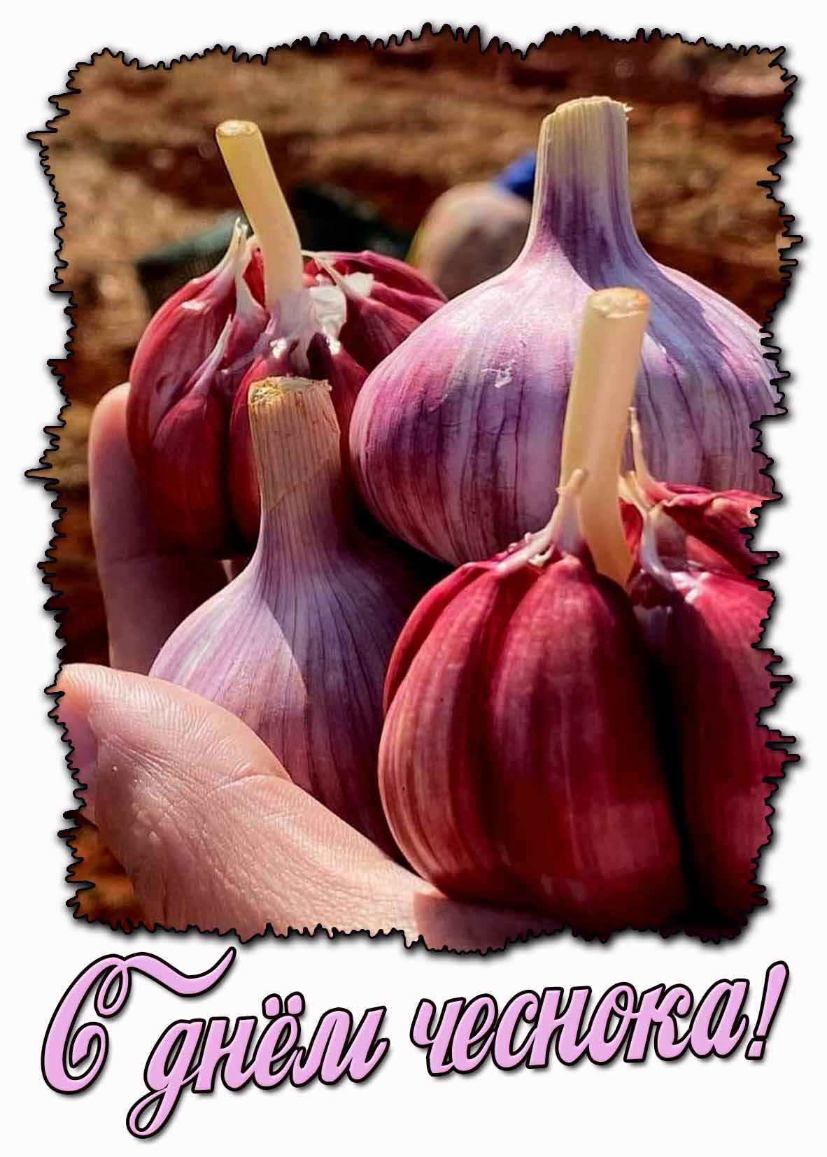 Картинка с днём чеснока