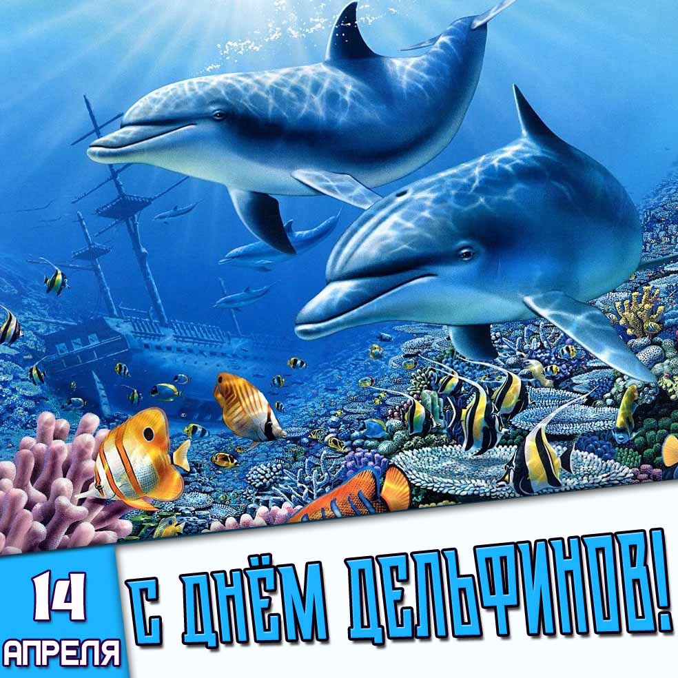 Картинка 14 апреля - с днём дельфинов
